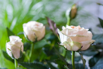 Beautiful beige roses in flower pots. Home gardening.