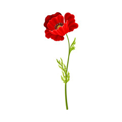 Scarlet Poppy as Herbaceous Flowering Plant on Thin Stem with Green Leaves Vector Illustration