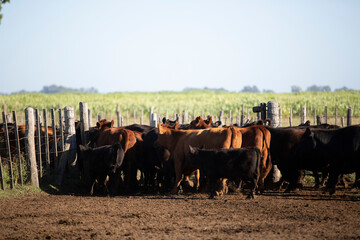 Angus en el campo argentino