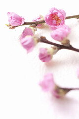 Naklejka na ściany i meble 桃の花