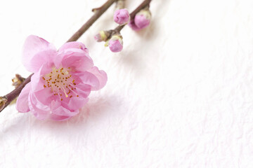 Obraz na płótnie Canvas 桃の花