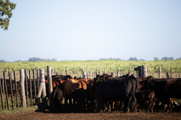 Angus en el campo argentino