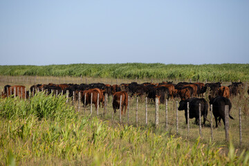 Angus en el campo argentino