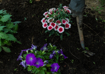 Work with colorful pink violet flowers in garden bed. Weeding the earth from the grass. Hands of man in dirty gloves