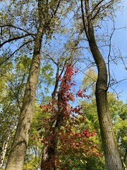 sunlight on trees in autumn