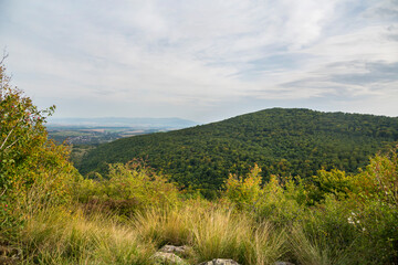 Fototapeta premium Forest in a early fall at the sunset