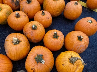 pumpkins on a farm for sale
