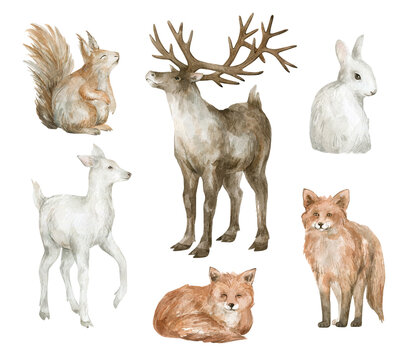 Watercolor set with winter animals. Reindeer, red fox, white deer, rabbit, squirrel in realistic style. Hand painted wildlife illustration isolated on white background.
