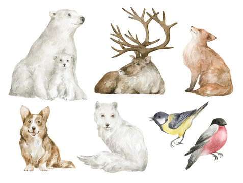 Watercolor set with winter animals. Polar bear, reindeer, red fox, corgi, arctic fox, tit and bullfinch in realistic style. Hand painted wildlife illustration isolated on white background.