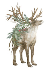 Watercolor illustration with male reindeer and winter foliage. The horned animal of the north. Wildlife nature © Kate K.