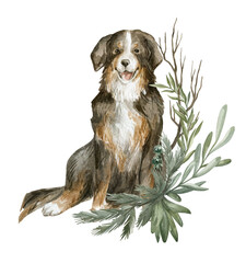 Watercolor illustration with cute bernese mountain dog and green foliage. Cute winter illustration with puppy, fir, spruce, oak, eucalyptus, branch
