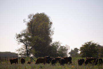 Angus en el campo argentino