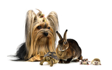 A large group of different animals isolated on white