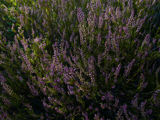 Flowers in the wild 