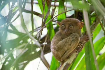 The tarsier is a nocturnal primate.  It eat insects.  It is so small that it can fit in hands.