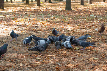 gray pigeons eat in Park autumn leaves