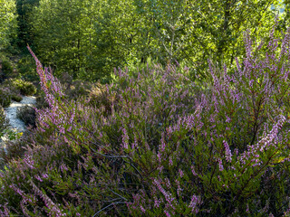 Flowers in the wild 