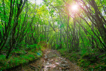 Fototapeta premium footpath in the green forest with sunlight. Natural background. Travel, way, success concept