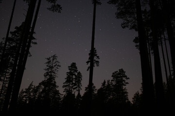 Fototapeta premium Night forest