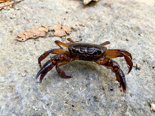 A Crab in the wild 