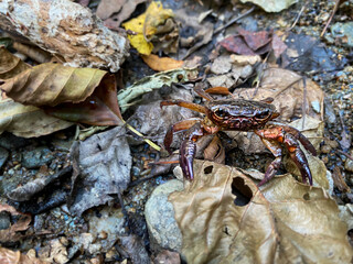 A Crab in the wild 