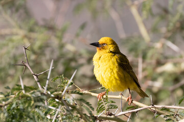 Cape Weaver male (ploceus capensis) perched in Fever Tree, Western Cape, South Africa with feathers ruffled against the cold 