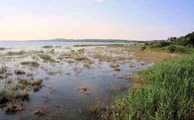 vegetation of Lake Vrana, near Zadar, Croatia