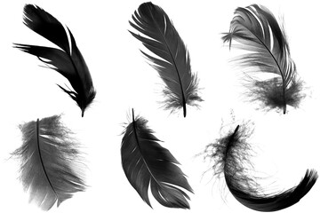 Beautiful collection black feather isolated on white background