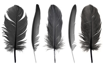 Collection black feather isolated on white background