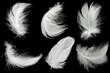 Beautiful collection white feather floating in air isolated on black background