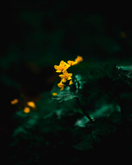 Yellow flower in the forest