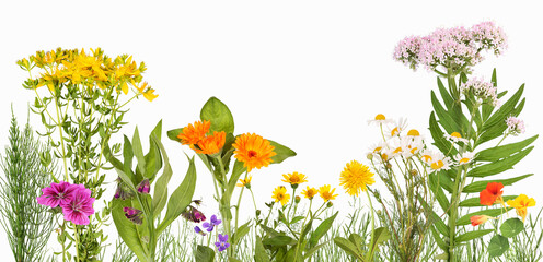 Meadow with medicinal plants such as arnica, marigold, valerian and others