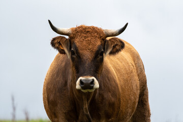 limousin cow with horns and white muzzle