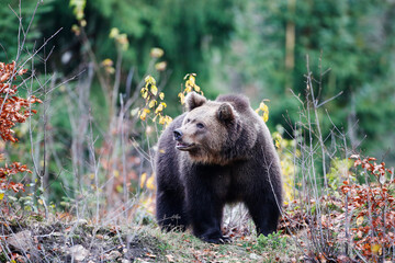 Obraz na płótnie Canvas Brown bear (Ursus arctos arctos), outdoor In the National Park Bavarian Forest, Germany
