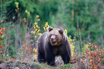 Obraz na płótnie Canvas Brown bear (Ursus arctos arctos), outdoor In the National Park Bavarian Forest, Germany