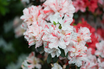 Blühende zweifarbige Azalee