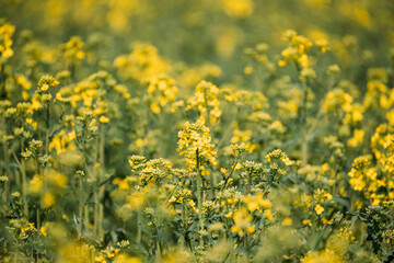 Close Up Of Young Canola Colza Yellow Flowers. Rapeseed, Oilseed Field Meadow