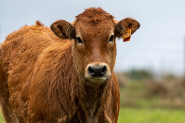 brown limousin cow in a field in Luxembourg - obrazy, fototapety, plakaty
