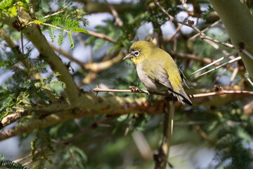 Cape White-eye (Zosterops virens capensis) perched in Fever Tree, Robertson, Western Cape, South Africa