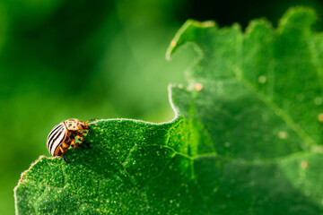 Colorado Striped Beetle - Leptinotarsa Decemlineata. This Beetle Is A Serious Pest Of Potatoes