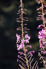 Abeja y flor en los alpes franceses