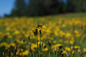 bee on flower