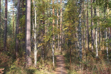 Fototapeta premium Topeliuksenpolku, Punkaharju, Finland