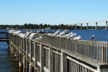 Pier lined with seagulls in foreground of Gov. Thomas Johnson Bridge, Solomons Island, Maryland. Located in Calvert County adjacent to the Patuxent River and Chesapeake Bay. - obrazy, fototapety, plakaty