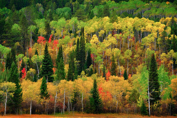 Forest Forrest Aspen Birch Pine Wild Wilderness Mountains