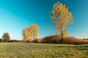 Through fields and autumn trees, beauty view
