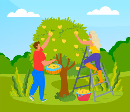 Farmer picking apples from the tree vector illustration. Man and woman harvesting ripe apples. Female standing on the stairs picks yellow apples and puts in a basket. Working in a garden, harvest time