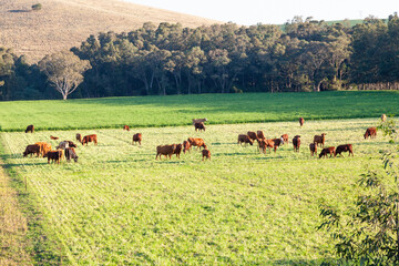 Fototapeta na wymiar Mixed herd of red brown beef and dairy cattle grazing in a lush pasture at sunset in winter