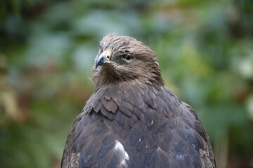 A Lesser Spotted Eagle in the National Park Bavarian Forest