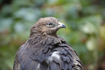 A Lesser Spotted Eagle in the National Park Bavarian Forest